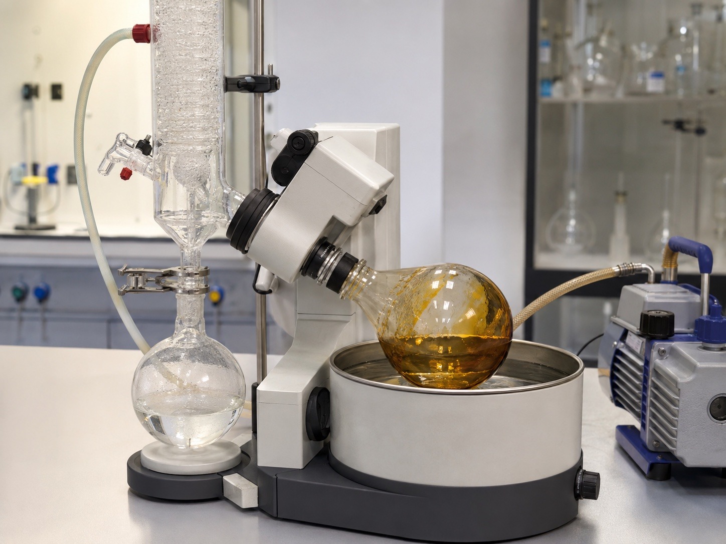 Benchtop rotary evaporator recovering heptane: amber THC crude oil in the rotating evaporating flask above a heated water bath, a vertical condenser coil, a receiving flask of clear recovered heptane, and a vacuum pump at right